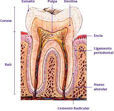 Enfermedad periodontal - Axon Comunicacion. Expertos en soluciones