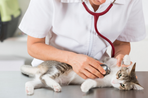 Evaluación de causas cardíacas en gatos disneicos - Axon Comunicacion. Expertos en soluciones integrales y formación en veterinaria
