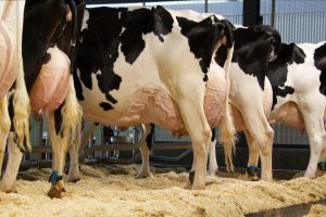 El estudio del metagenoma permite distinguir las vacas lecheras más eficientes y menos contaminantes